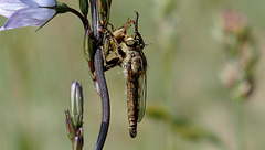 La jolie bébête, un Empis...