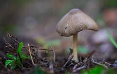 Der kleine Pilz hat sich am Wiesenboden sehr schön gezeigt :)) The little mushroom showed itself very nicely on the meadow floor :)) Le petit champignon s'est très bien montré sur le sol du pré :))