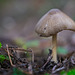 Der kleine Pilz hat sich am Wiesenboden sehr schön gezeigt :)) The little mushroom showed itself very nicely on the meadow floor :)) Le petit champignon s'est très bien montré sur le sol du pré :))