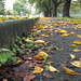 Fallen leaves_September