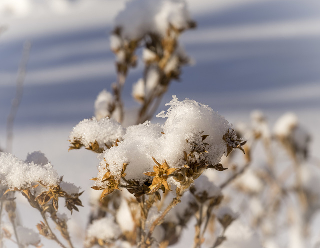 Fresh Snow on a Sunny Day