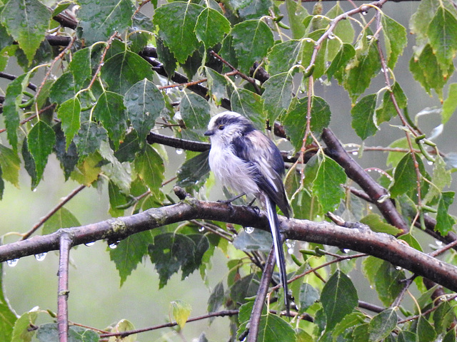 Schwanzmeise im Regen