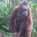 Orang - Utans - Mutti mit ihrem Jüngsten
