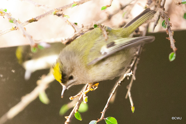 The Goldcrest family are back in residence