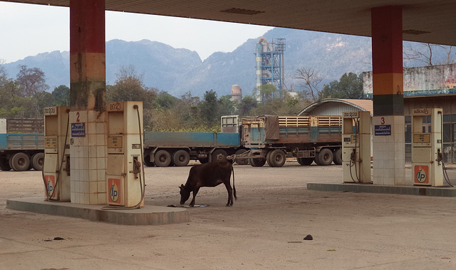 Le plein de lait S.V.P./ Fill it up of milk please