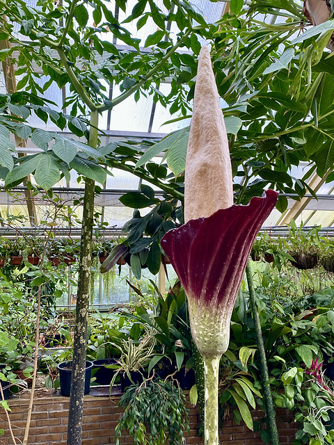 The West-Java Amorphophallus in the Hortus Botanicus