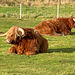 Hielan' Coos at Muckrach!