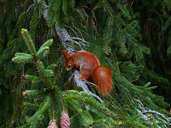 Hörnchen