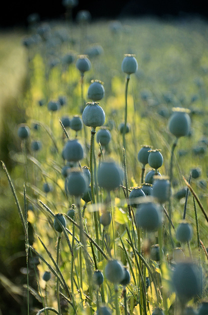 Blaumohn