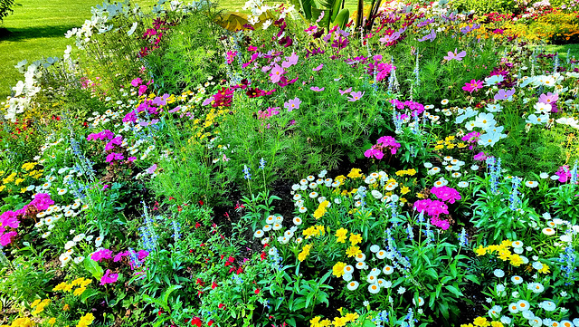 Sommerblumen im Park