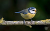 Another day.. Another Blue Tit