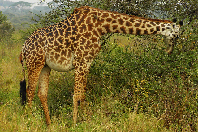 Serengeti Tanzanie