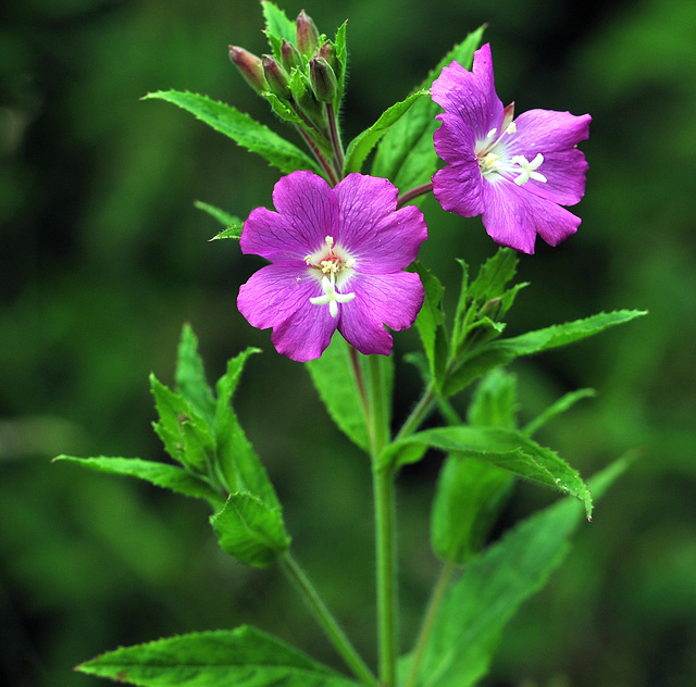 Summer flowers.