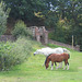 Horses near the Staffs and Worcs Canal at Debdale Bridge