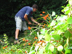 He was really having a good attack at the hedge