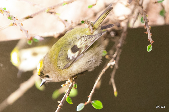 The Goldcrest family are back in residence