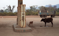 Fill it up of milk please / Le plein de lait S.V.P.