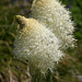 Bear Grass