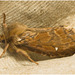 IMG 0061 Moth