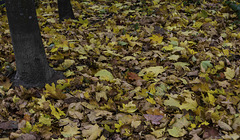 Herbst ... auch in Oslo (© Buelipix)