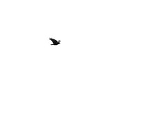 Maximum Minimalism