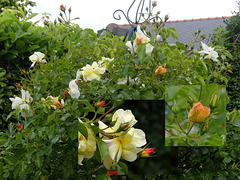 Dans mon jardin