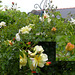 Dans mon jardin