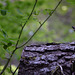 20150523 -25 Rando VTT La chapelle en Vercors (235)