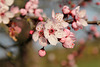 le printemps / the spring