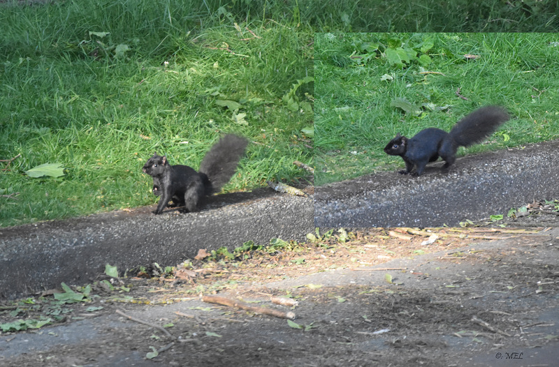 Es gibt sie wirklich, die schwarzen Schafe  ...ähhh, Eichhörnchen