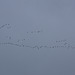 Pink Footed Geese playing join the dots