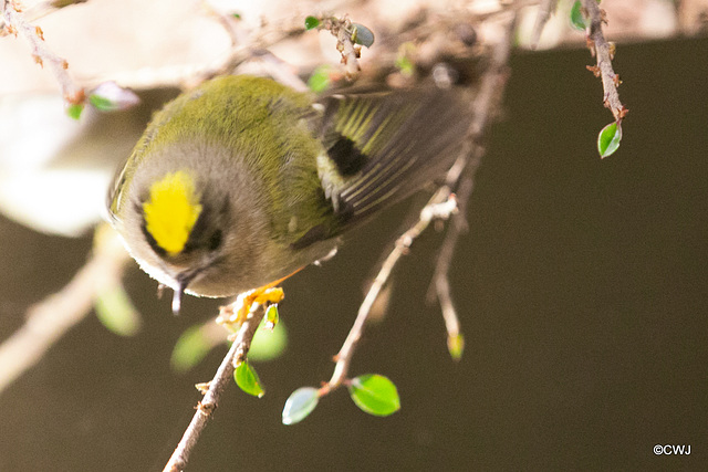 The Goldcrest family are back in residence