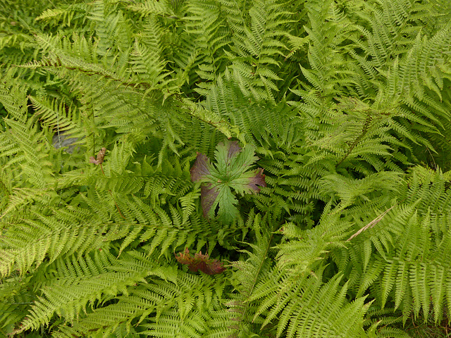 20210822 -0906 Ariège (183)