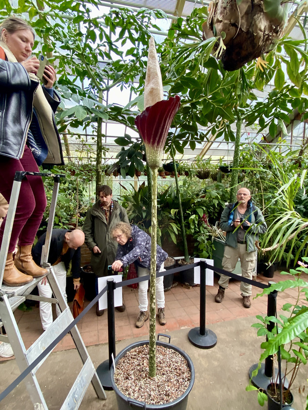 Photographing the West-Java Amorphophallus