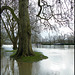 trees in the river