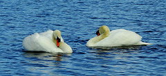 Swans on Killingworth Lake. N.Tyneside