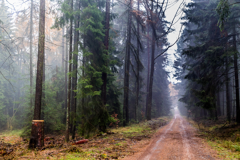 Taunussteiner Wald