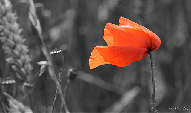 Mohn....   Poppy