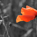 Mohn....   Poppy