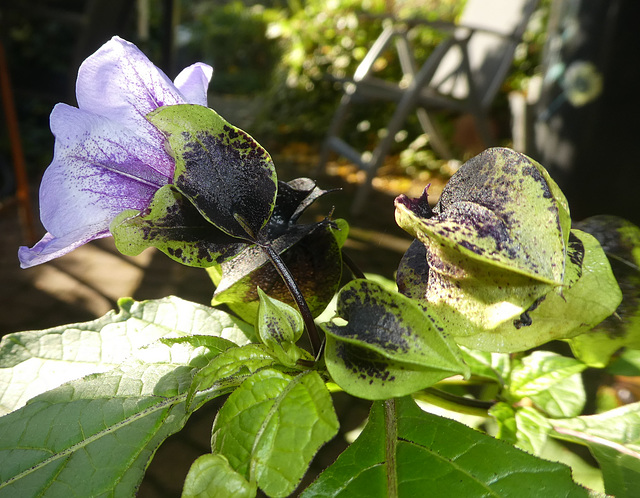 Nicandra physalodes