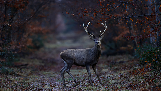 Dans le massif de Fontainebleau, très tôt le matin...