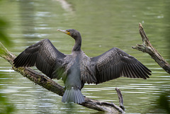 Kormoran