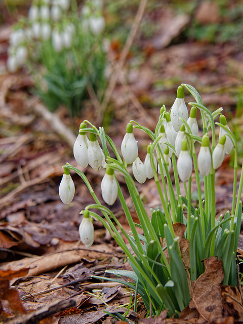 Frühlingsboten