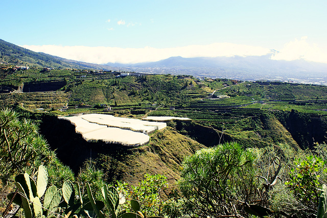 Blick über den Barranco de las Angustias in Richtung Los Llanos.  ©UdoSm