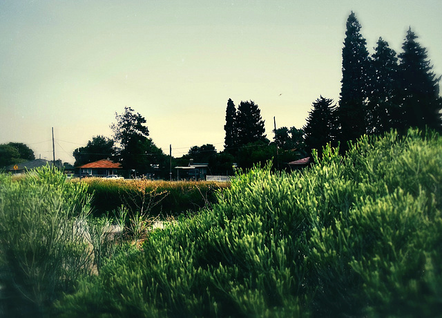 Canal greenery