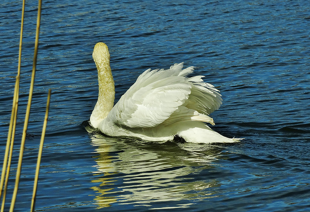 Swans on Killingworth Lake. N.Tyneside