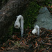 Indian Pipe (Monotropa uniflora); a rare find