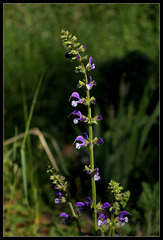 Salvia pratensis 'Madeline'  (3)