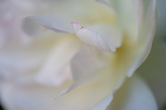 DSCF6523