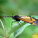 Viceroy (Limenitis archippus) No. 1 same day